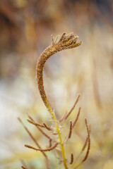 Dry grass or a dry flower in garden. Photos with vintage processing. Tinted image for interior poster, printing, wallpaper