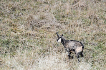 Chamois in the autumn season (Rupicapra rupicapra)