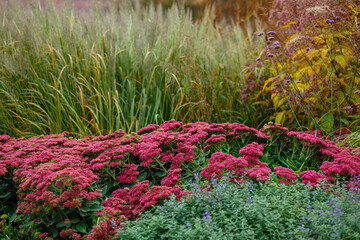 Herb garden with ornamental grasses and herbs in autumn. Decorative grasses and cereals in landscape design. Autumn garden