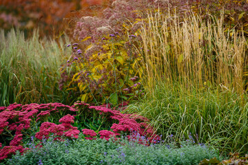 Herb garden with ornamental grasses and herbs in autumn. Decorative grasses and cereals in...