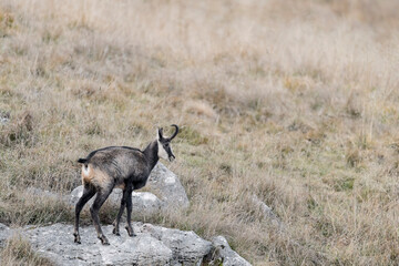 Portrait of chamois on the rock (Rupicapra rupicapra)