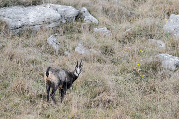 Wild chamois in the Alpine prairie (Rupicapra rupicapra)