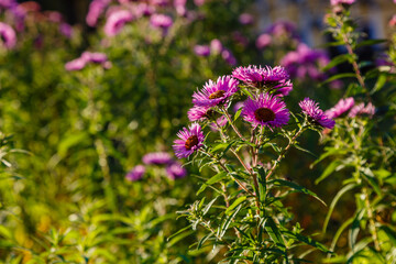 Symphyotrichum novi-belgii autumn astra in garden