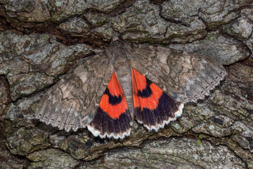 Rotes Ordensband, Catocala nupta, Leverkusen-Opladen, 07.09.2021 © Tim's insects