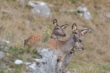 Herd of deer females on alert (Cervus elaphus)