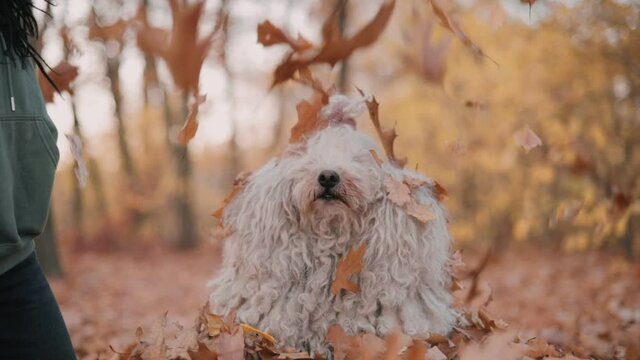 Couple playing with dog. Young cheerful couple throw fallen leaves at their calm pet. Hungarian Shepherd Dog Buli breed in nature.