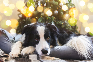 Naklejka na ściany i meble Funny portrait of cute puppy dog border collie near Christmas tree at home indoors. Preparation for holiday. Happy Merry Christmas concept
