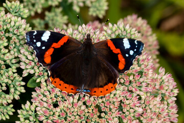 Admiral, Vanessa atalanta, Leverkusen-Opladen, 11.09.2021