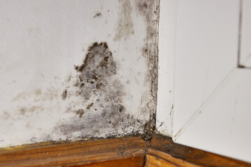 Stains of toxic mold and fungal bacteria on the wall in the corner near the door. Concept of...