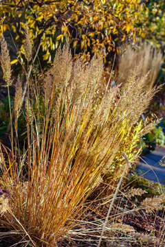 Dry ornamental grasses in atumumn garden. Herb garden in autumn season. Natural wallpaper.