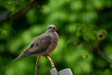 pombo