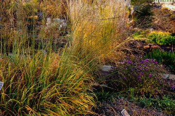 Dry herbs in the autumn garden. Decorative cereals and grasses in landscape design.