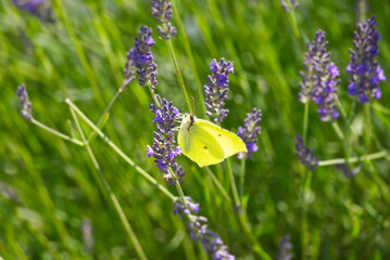 Common brimstone butterfly (Gonepteryx rhamni) sitting on lavender in Zurich, Switzerland