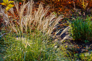 Dry herbs in the autumn garden. Decorative cereals and grasses in landscape design.