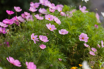 Cosmos flowers in sunny day. Cosmos is a genus, with the same common name of cosmos, consisting of flowering plants in the sunflower family.