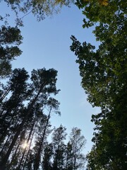 trees and sky