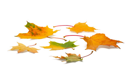 autumn leaves on white background. with shadows, clipping path  for isolation without shadows on white