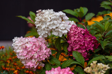 Hydrangea paniculata, the panicled hydrangea, is a species of flowering plant in the family Hydrangeaceae 