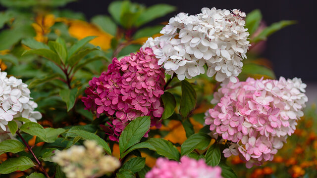 Hydrangea paniculata, the panicled hydrangea, is a species of flowering plant in the family Hydrangeaceae native to southern and eastern China, Korea, Japan 