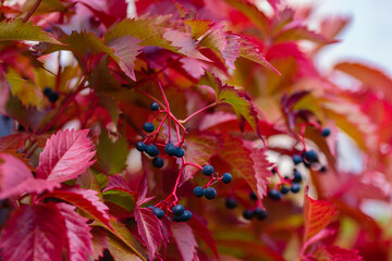 Colorful red and green Leaves of a Virginia creeper (Parthenocissus quinquefolia) Vine Plant in...