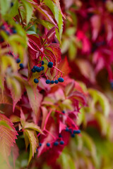 Beautiful bright autumn background of leaves of maiden grapes. Hedge of liana Five-leaf maiden grape (Parthenocissus quinquefolia) in autumn