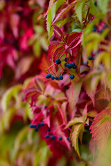 Beautiful bright autumn background of leaves of maiden grapes. Hedge of liana Five-leaf maiden grape (Parthenocissus quinquefolia) in autumn