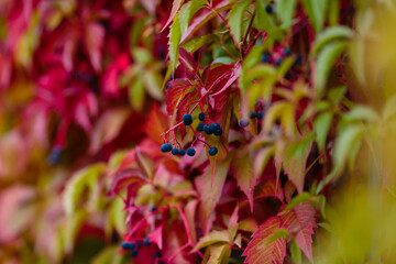 Colorful red and green Leaves of a Virginia creeper (Parthenocissus quinquefolia) Vine Plant in...