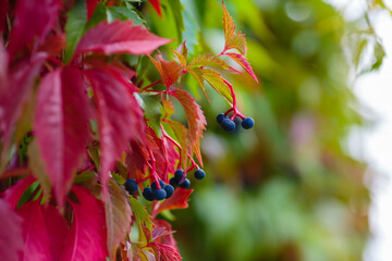 Colorful red and green Leaves of a Virginia creeper (Parthenocissus quinquefolia) Vine Plant in...