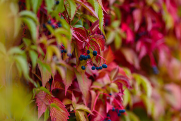 Colorful red and green Leaves of a Virginia creeper (Parthenocissus quinquefolia) Vine Plant in...