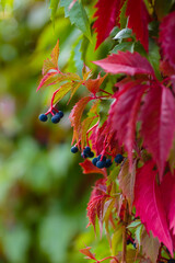 Beautiful bright autumn background of leaves of maiden grapes. Hedge of liana Five-leaf maiden grape (Parthenocissus quinquefolia) in autumn