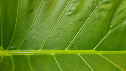 An image of a leaf for background.