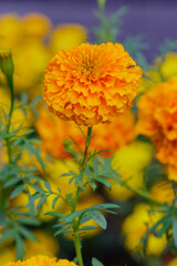 Marigold flowers (Tagetes erecta) in the garden. Floral banner with bright yellow flowers of marigolds