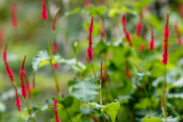 Water pepper, knotweed or smartweed. Water-pepper weed, Persicaria hydropiper or Polygonum hydropiper