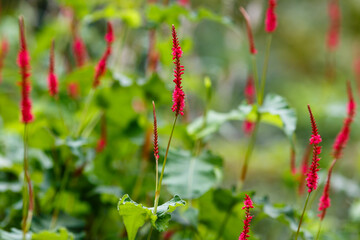 Water pepper, knotweed or smartweed. Water-pepper weed, Persicaria hydropiper or Polygonum hydropiper