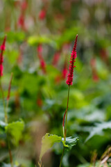 Persicaria hydropiper (Polygonum hydropiper) smartweed, water-pepper, water pepper, marshpepper knotweed, plant leaf