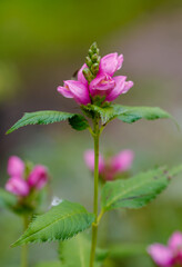 Chelone obliqua, the pink turtlehead, red turtlehead, or rose turtlehead, is a perennial flowering plant belonging to the family Plantaginaceae