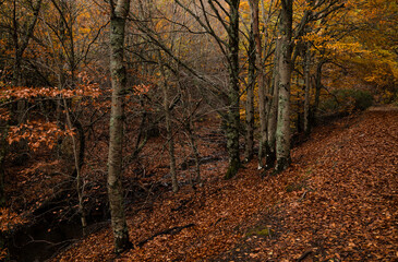 Landscape of beech forest in autumn, in Tejera Negra, Cantalojas, Guadalajara, Spain
