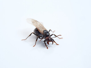 Winged ant in a white background. Queen.  Smooth Harvester Ants. Messor barbarus. 