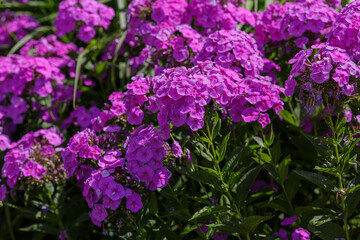 The beautiful purple blossoms of Phlox paniculata. 