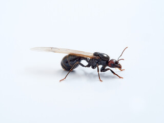 Winged ant in a white background. Queen.  Smooth Harvester Ants. Messor barbarus. 
