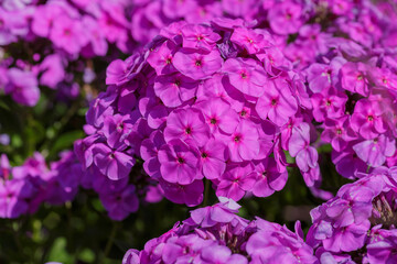 The beautiful purple blossoms of Phlox paniculata. 