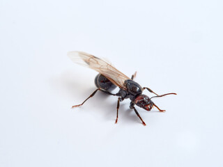Winged ant in a white background. Queen.  Smooth Harvester Ants. Messor barbarus. 