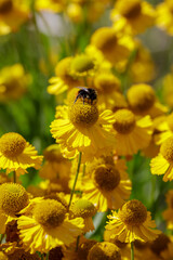 Bumblebee on Yellow flowers of Helenium Kanaria in sunny day. Bright summer floral background