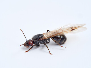 Winged ant in a white background. Queen.  Smooth Harvester Ants. Messor barbarus. 