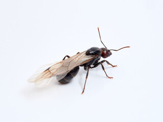 Winged ant in a white background. Queen.  Smooth Harvester Ants. Messor barbarus. 