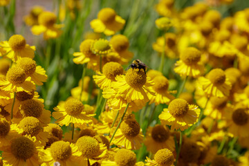 Yellow flowers of Helenium Kanaria in summer garden. Floral background or banner. Bumblebee on yellow flowers of helenium.