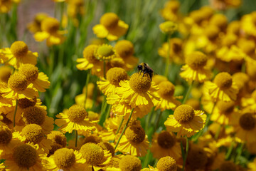 Yellow flowers of Helenium Kanaria in summer garden. Floral background or banner. Bumblebee on yellow flowers of helenium.