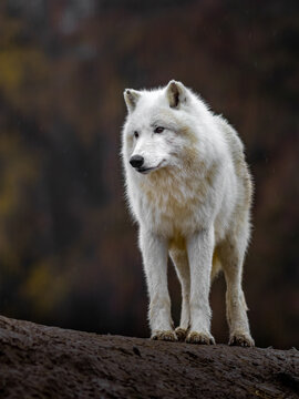 Arctic Wolf