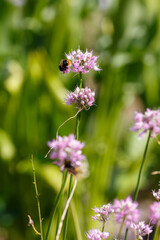 Allium rotundum in garden. Growing bulbous plants in the garden. Honey plants in the garden. Bees on flowers