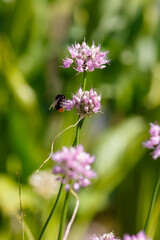 Allium rotundum in garden. Growing bulbous plants in the garden. Honey plants in the garden. Bees on flowers